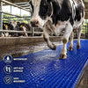 Cow Mat 8x5 Ft 30mm Thick EVA Rubber Flooring Mat for Dairy Farm, Anti Slip Waterproof Buffalo & Cattle Mat, Heavy Duty Livestock Bedding Sheet, Blue