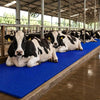 Cow Mat 8x5 Ft 30mm Thick EVA Rubber Flooring Mat for Dairy Farm, Anti Slip Waterproof Buffalo & Cattle Mat, Heavy Duty Livestock Bedding Sheet, Blue